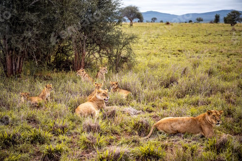 Preview: Stunning image of a pride of lions in the wild, on a cloudy day in savannah, Kenya, Africa