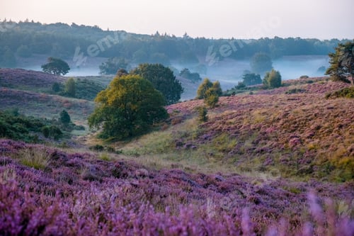 Preview: Posbank National park Veluwe, purple pink heather in bloom, blooming heater on the Veluwe