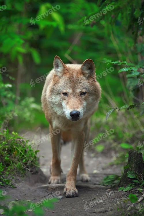 Preview: Wolf hunting in the forest