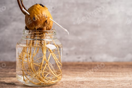 Preview: Avocado sprout plant from the seed grow with root in water glass.