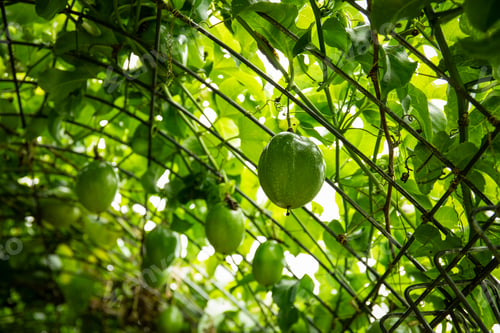 Preview: Passion fruits on a trellis, surrounded by leaves