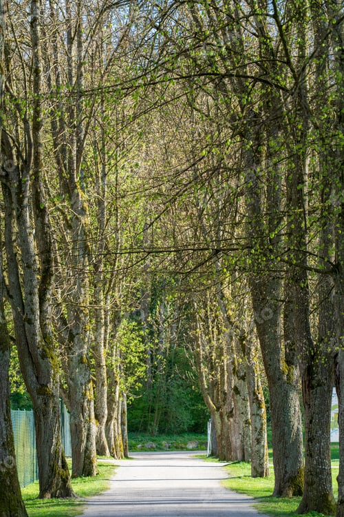 Preview: A paved Road among trees directing towards a two-side turn