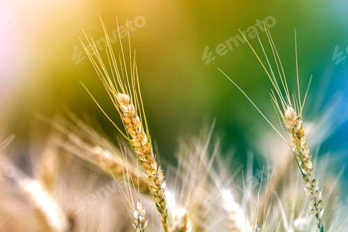 Preview: Close-up of warm colored golden yellow ripe wheat heads on sunny summer day on soft blurred foggy