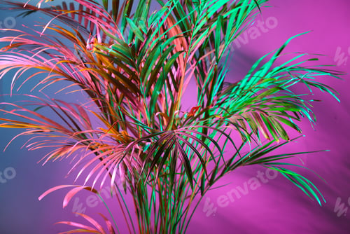 Preview: Tropical Palm On Color Background