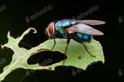 Preview: blue fly