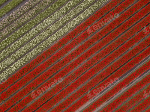 Preview: Tulip field Aerial view