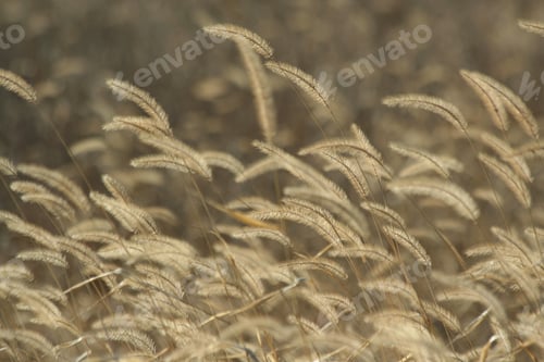 Preview: Foxtail weeds in autumn