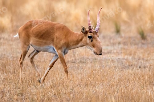 Preview: Male saiga antelope or Saiga tatarica walks in steppe