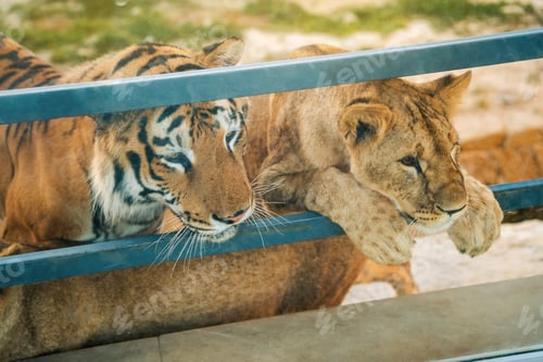 Preview: Beautiful African lion and asiatic tiger in a zoo enclosure on a summer sunny day.