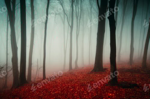 Preview: Mysterious red autumn forest with fog