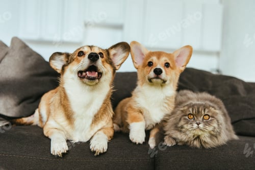 Preview: selective focus of adorable welsh corgi dogs and british longhair cat on sofa at home