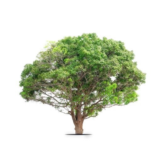 Preview: Tropical trees Isolated on white background.