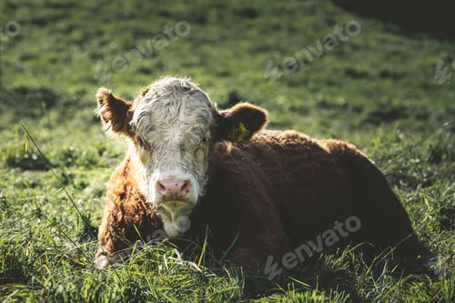 Preview: Closeup of a cow lying in a grassy field in sunlight