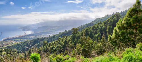 Preview: Pine forest in the mountaions of La Palma