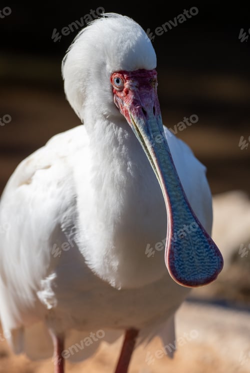 Preview: African spoonbill standing and looking around in the sun