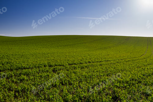 Preview: Green field on blue sky background