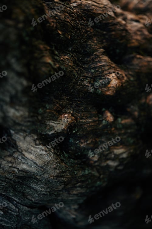 Preview: full frame image of tree bark background