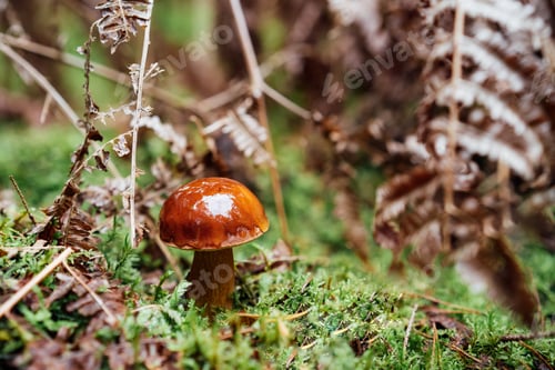 Preview: A small edible mushroom grows in the moss and dried fern in the fall forest.