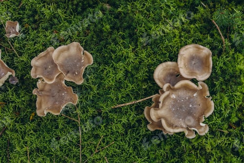 Preview: cluster of small mushrooms with brown caps growing trunk covered with green moss in the forest