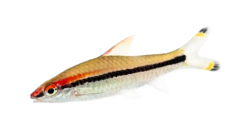 Preview: Denison barb, Sahyadria denisonii, isolated on white