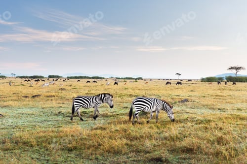 Preview: zebras and other animals in savannah at africa