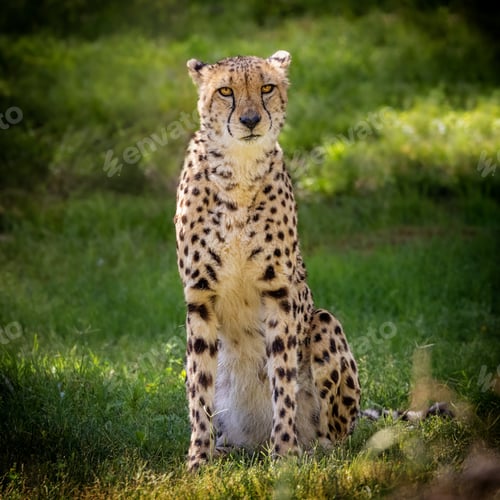 Preview: Cheetah Big Cat Sitting Facing Looking Forward