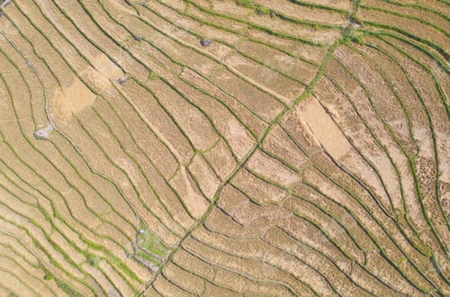 Preview: Fresh paddy rice, green agricultural field in countryside or rural area in Asia. Nature landscape.