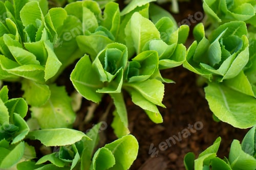 Preview: Organic vegetables for good health