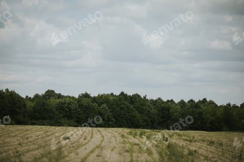 Preview: Beautiful view of an empty field of grass with little grass on it on a gloomy day next to a forest