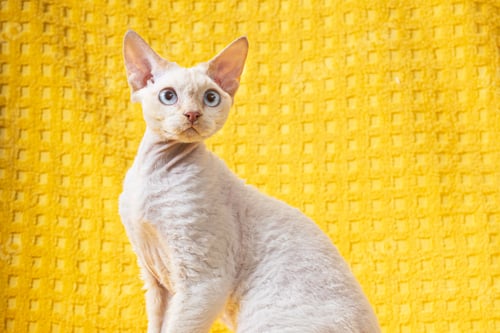 Preview: White Devon Rex Kitten Kitty. Short-haired Blue-eyed Cat Of English Breed On Yellow Plaid Background