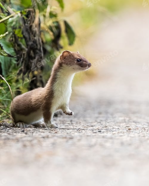 Preview: Weasel crossing the road against blurred background
