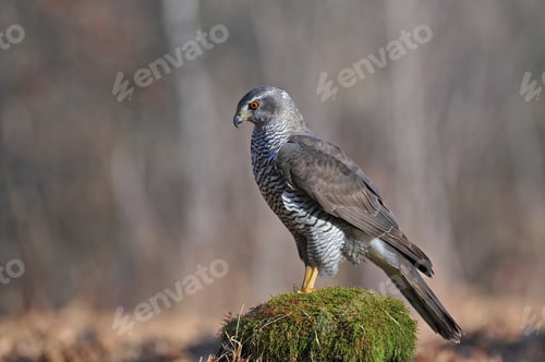 Preview: Northern goshawk