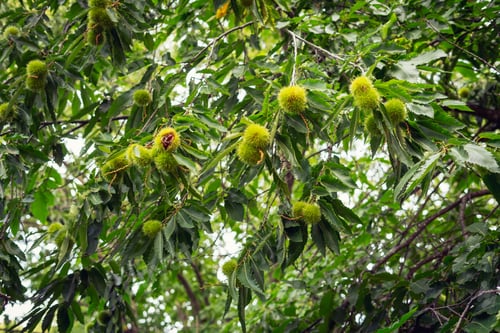 Preview: Chestnut (Castanea sativa) fruit in a branch