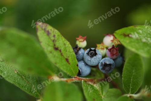 Preview: Wild blueberry bush