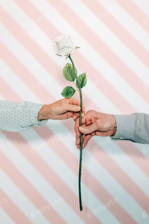Preview: the flower white rose is the symbol of love - focus on petals