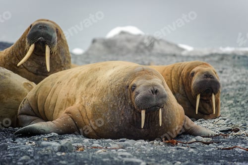 Preview: Group of walruses lying on a beach in the Arctic, on Franz Josef land