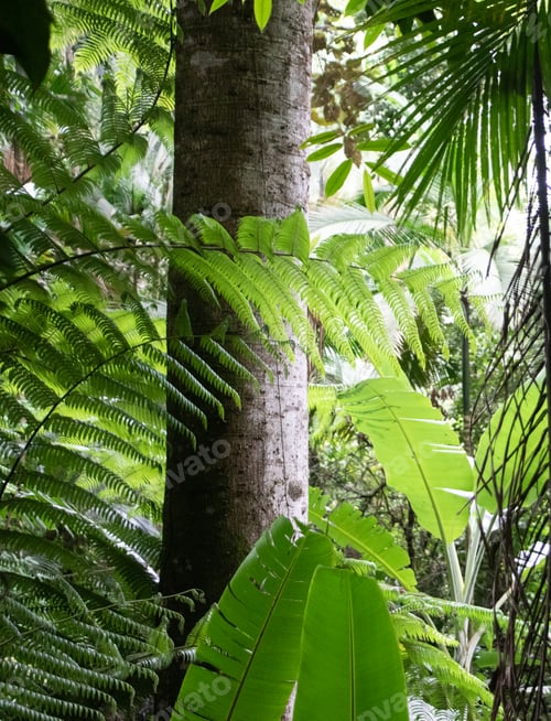 Preview: Detail of a tropical forest