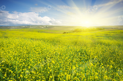 Preview: Meadow of rape.