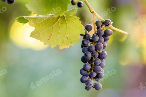 Preview: Dark blue ripening grape cluster lit by bright sun on blurred colorful bokeh copy space background