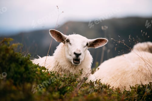 Preview: Adorable and curious mountain sheep in Norway