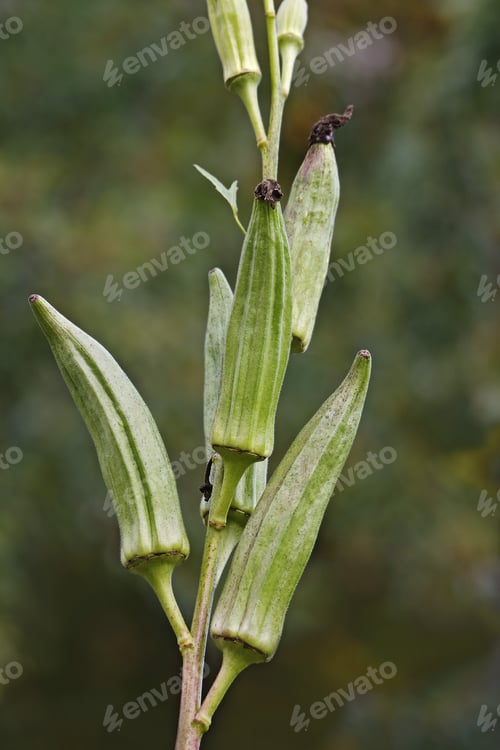 Preview: Okra (Abelmoschus Esculentus). Called Ladies' Fingers, Bhindi, Bamia, Ochro And Gumbo Also