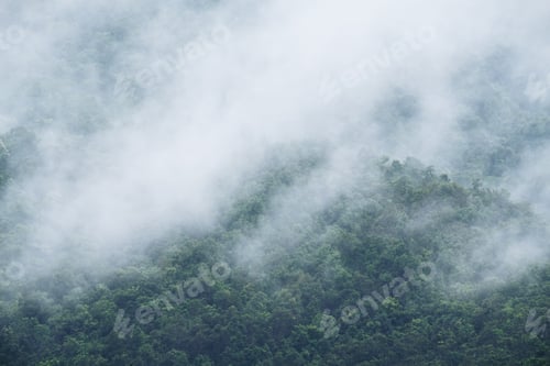 Preview: Closeup image of dense fog cover a tropical rainforest