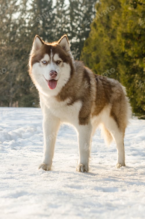 Preview: Siberian husky standing on snow in sunlit forest