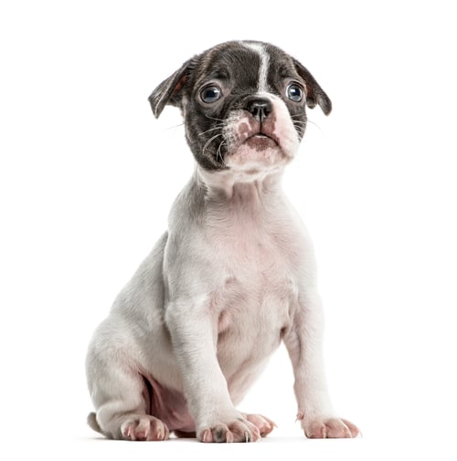 Preview: Boston terrier puppy sitting, isolated on white