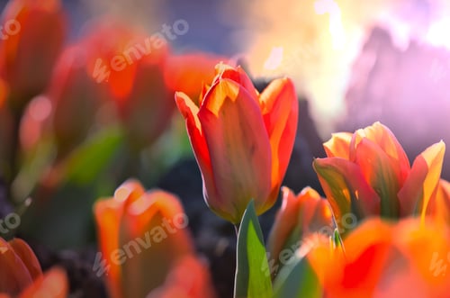 Preview: Tulips