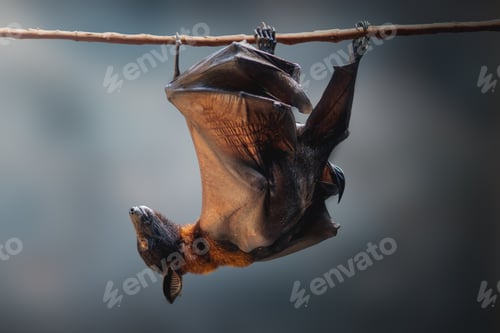 Preview: Large Flying Fox (Pteropus vampyrus)