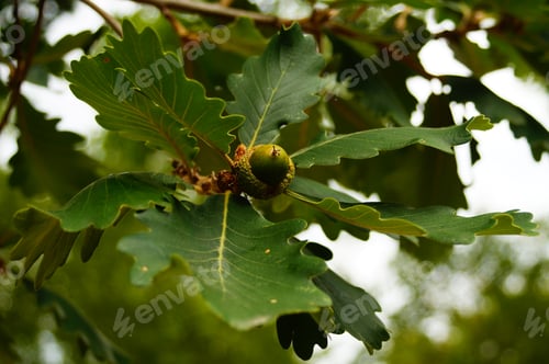 Preview: Persian oak leaves and fruit.