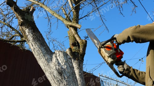 Preview: seasonal pruning of trees in the village with a chainsaw