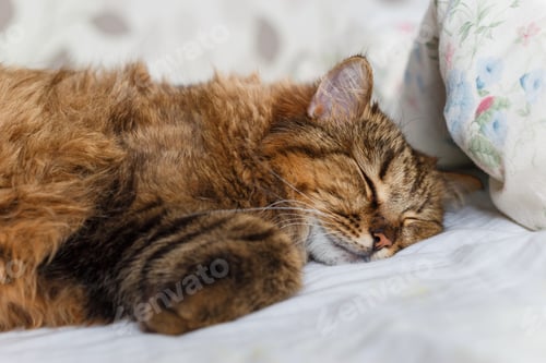 Vista previa: tiger cat sleeping in bed