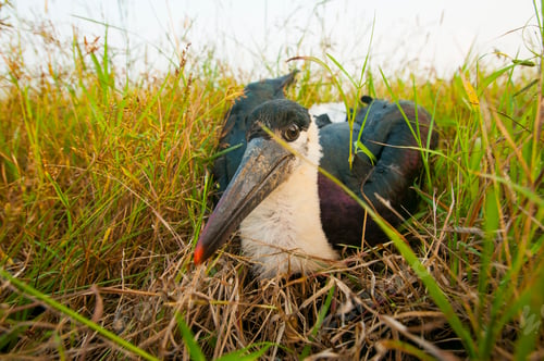 Preview: Woolly-necked stork or white necked stork, in the nature habitat, India.